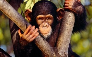 Cao khỉ có phải là thần dược chữa được bách bệnh?