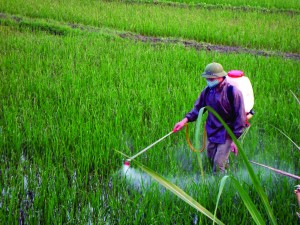 EU đề xuất cấm Tricyclazole vì dư lượng thuốc trừ sâu trong lúa gạo vượt mức