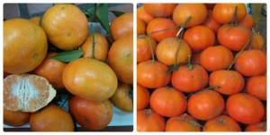 Người trồng cam chia sẻ cách phân biệt cam canh Việt Nam và cam Trung Quốc độc hại