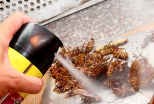 Quá nguy hiểm khi dùng thuốc xịt côn trùng