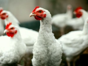 Những ai hay ăn thịt gà công nghiệp, hãy đọc ngay bài này...