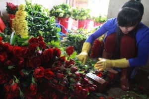 Cận kề ngày Valentine, giá hoa hồng đỏ Đà Lạt tăng vọt