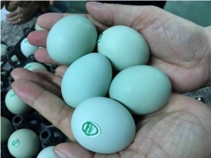 'Trứng gà nhân sâm' chỉ là trứng của giống gà thông thường?