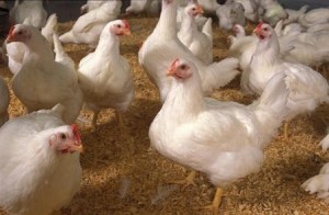 Ăn thịt gà công nghiệp nuôi tăng trọng có thể gây tử vong