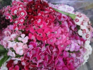 Thị trường hoa Valentine 2017: Chợ đầu mối giảm, cửa hàng lẻ 'thổi giá' tăng gấp 4 lần