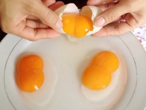 Trứng gà 2 lòng đỏ có nhiều chất hơn 1 lòng đỏ?