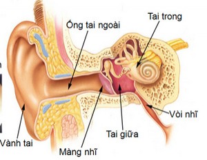 Lấy ráy tai dễ mắc bệnh về tai