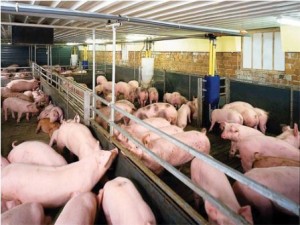 Đường nào giải cứu giá lợn 'rẻ như bèo' cho người nông dân?