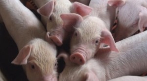 Người vẫn có thể nhiễm vi khuẩn Brucella từ lợn?