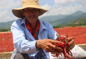Xót xa giá ớt đang 50.000 rớt còn 3.000 đồng/kg: Lại do Trung Quốc?
