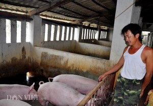 Giá lợn hôm nay 28.7: Đừng hi vọng Trung Quốc, được giá 40.000 đ/kg bán ngay