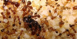 Lấy quả chanh làm điều này đảm bảo trong nhà bạn không có con kiến nào mà không cần thuốc diệt