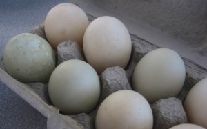 Nguồn cung khan hiếm, giá trứng gia cầm được đẩy lên cao