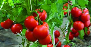 'Lạ đời' cách trồng cà chua cực nhanh không cần gieo hạt, không cần mua cây giống