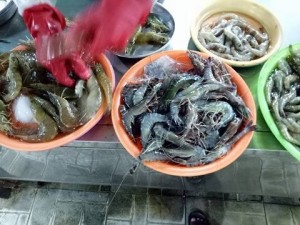Đà Nẵng: Hãi hùng phát hiện tôm sú 