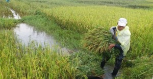 Hà Tĩnh: Bão số 10 áp sát, quân - dân hối hả gặt lúa xanh về nhà