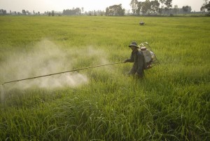 Kinh hoàng dùng thuốc trừ sâu ở Việt Nam: Một vụ phun 6-9 lần 