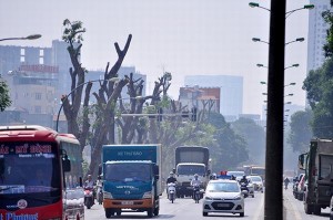 Hàng trăm cây xà cừ trơ trụi trên đường Phạm Văn Đồng