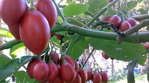 Kỹ thuật trồng cây cà chua thân gỗ khỏi lo mất tiền triệu mới được thưởng thức