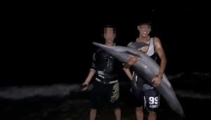 Làm rõ vụ việc cá heo nặng gần 30 trôi dạt vào bãi biển Đồ Sơn bị xẻ thịt