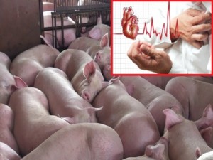 Cảnh báo những bệnh nguy hiểm khi ăn thịt lợn bị tiêm thuốc an thần