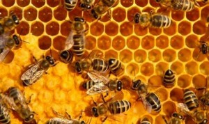 Thực hư mật ong dùng chữa bệnh và làm đẹp nhiều nguy cơ nhiễm thuốc trừ sâu