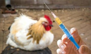 Ăn gà thải nhiễm kháng sinh hậu quả khôn lường: Chuyên gia dinh dưỡng chỉ cách phân biệt