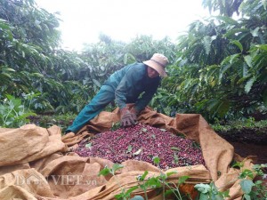 Giá nông sản hôm nay 31/1: Cà phê giảm mạnh 500.000 đ/tấn, giá tiêu không đổi