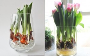 Sở hữu bình hoa Tulip cực đẹp vào dịp Tết bằng cách trồng từ nước đơn giản như này
