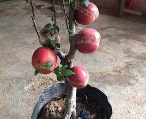 Táo bonsai Trung Quốc triệu đồng/cây Tết 2018: Người bán tiết lộ sự thật ‘sốc’