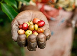 Giá nông sản hôm nay 5/2: Giá cà phê giảm 100 đồng/kg, giá tiêu vẫn khởi sắc