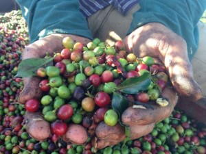 Giá nông sản hôm nay 13/3: Giá tiêu, giá cà phê cùng giảm, nông dân đứng ngồi không yên