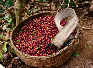 Giá nông sản hôm nay 24/3: Giá cà phê bất ngờ giảm mạnh 1000 đồng, giá tiêu lặng sóng