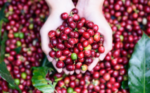 Giá nông sản hôm nay 26/3: Giá cà phê lại giảm, giá tiêu tăng 1.000-2.000 đ/kg