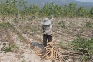 Giá sắn tại Ninh Thuận bất ngờ tăng lên 2.200 đ/kg, nông dân có lãi