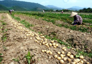 Sau su hào, củ cải đến lượt khoai tây rớt giá thảm còn 3.000 đ/kg