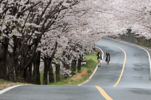 Hàn Quốc đẹp nao lòng khi bước vào mùa hoa