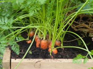 Kỹ thuật trồng cây cà rốt tại nhà ăn không xuể