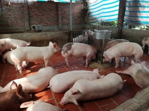 Giá lợn hơi tăng: Lo ngại lợn Trung Quốc giá rẻ đổ bộ thị trường và câu chuyện 'giải cứu lợn'