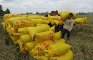 Giá lúa khô tăng cao nhất lịch sử, thị trường 