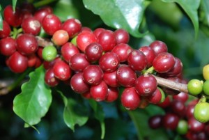 Giá nông sản hôm nay 24/5: Giá cà phê giảm gần 1000 đồng/kg, tiêu tiếp tục đi ngang