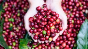 Giá nông sản hôm nay (28/5): Giá cà phê và hồ tiêu đều tăng nhẹ