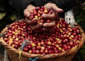 Giá nông sản hôm nay 20/7: Giá cà phê đảo chiều tăng trên mốc 35.000 đồng/kg, giá tiêu đi ngang