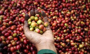 Giá nông sản hôm nay 27/9: Giá tiêu tăng nóng 1000 đồng/kg, giá cà phê tăng nhẹ