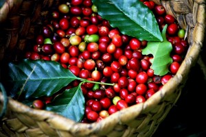 Giá nông sản hôm nay 17/10: Giá cà phê tăng thêm 100 đồng/kg, giá tiêu không nhúc nhích
