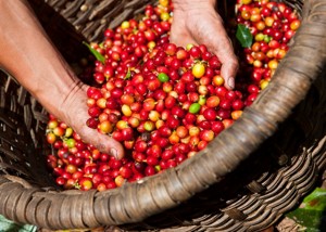 Giá nông sản hôm nay 2/10: Giá cà phê tăng 200-300 đ/kg, giá tiêu ổn định