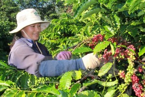 Giá nông sản hôm nay 27/10: Giá cà phê tăng 400 đồng, giá tiêu giảm 1.000 đồng/kg