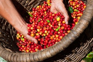 Giá nông sản hôm nay 29/10: Giá cà phê giảm nhẹ, giá tiêu đạt mốc 60.000 đ/kg