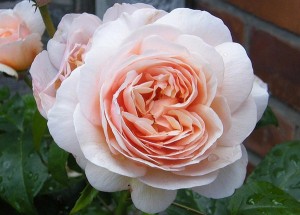 Ngắm bông hồng mang tên nàng Juliet ai cũng mê mẩn vì đẹp, nhưng bán 1 căn biệt thự chưa chắc mua được 1 bông