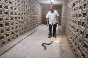 Một Hợp tác xã nuôi đàn rắn hổ mang cực độc lên tới 30.000 con